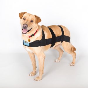 A happy dog wearing the pro six canine.