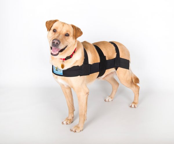 A happy dog wearing the pro six canine.