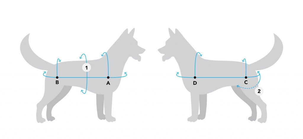 a diagram showing how to measure for the pro six canine.