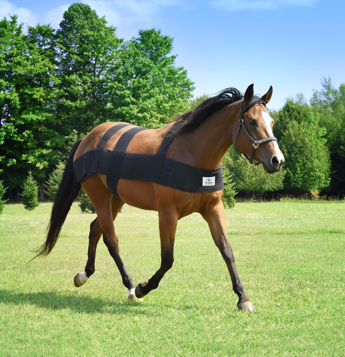 Brown horse running while wearing the pro six equine.