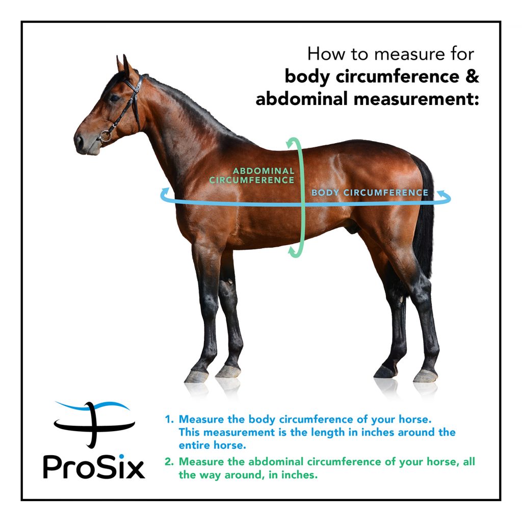 Instructions on how to measure for body circumference and abdominal circumference for pro six sizing. Step One. Measure the body circumference of your horse. THis measurement is the length in inches around your entire horse. Step two. Measure the abdominal circumference of your horse, all the way around, in inches.