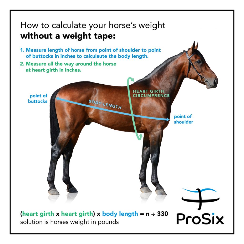 Instructions on how to calculate your horse's weight without a weight tape. Step one. Measure length of horse from point of shoulder to point of buttocks in inches to calculate the body length. Step two. Measure all the way around the horse at heart girth in inches.