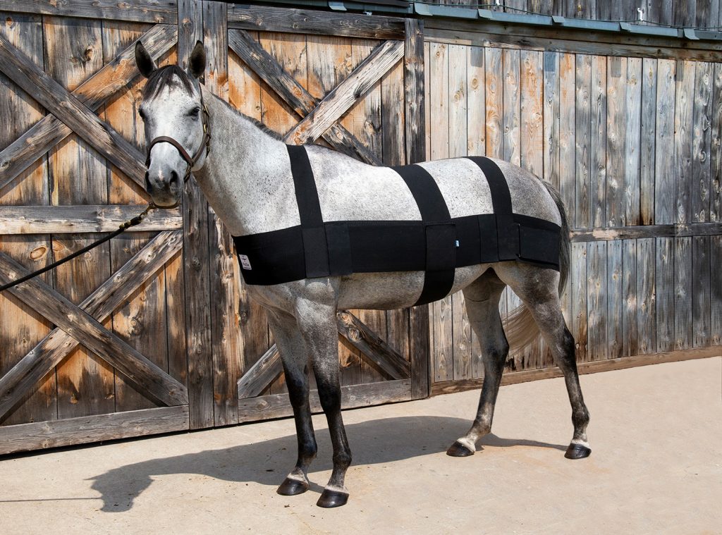 A grey horse wearing the pro six equine.