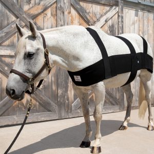A white horse wearing the pro six equine.