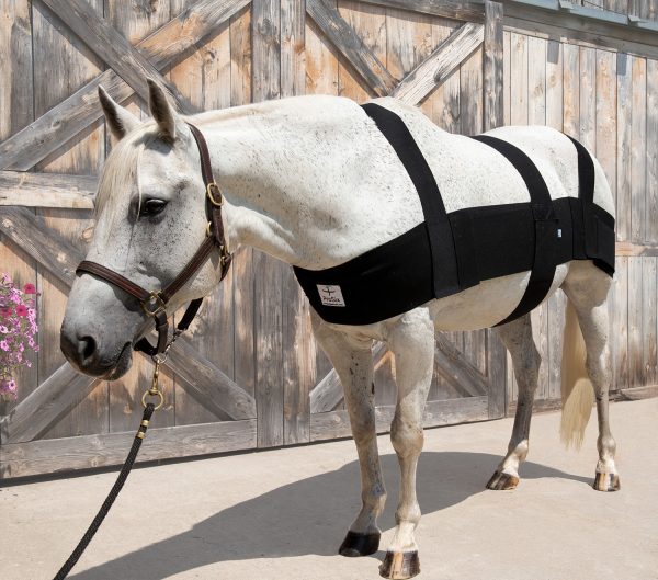 A white horse wearing the pro six equine.