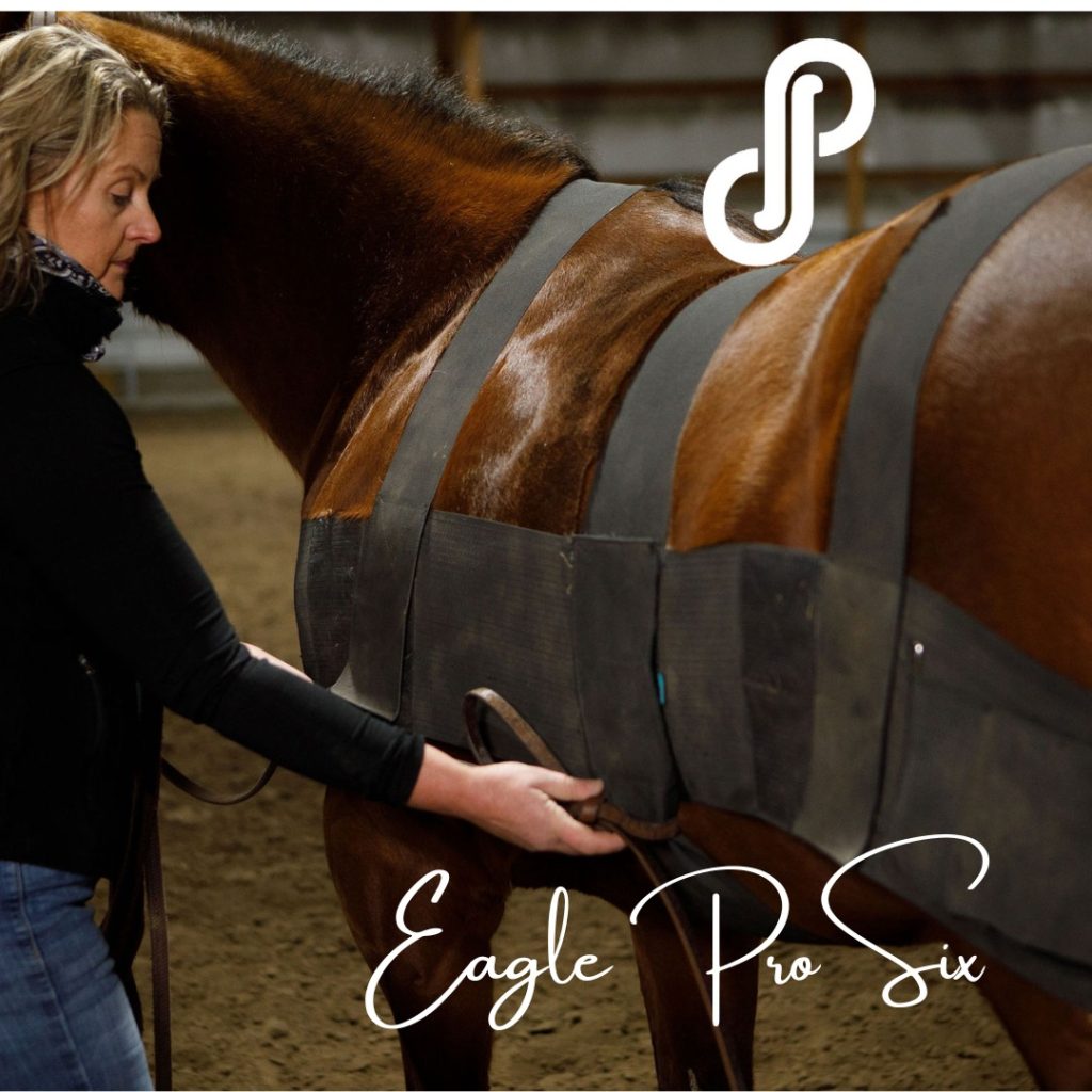 Woman caring for horse that is using the pro six equine.