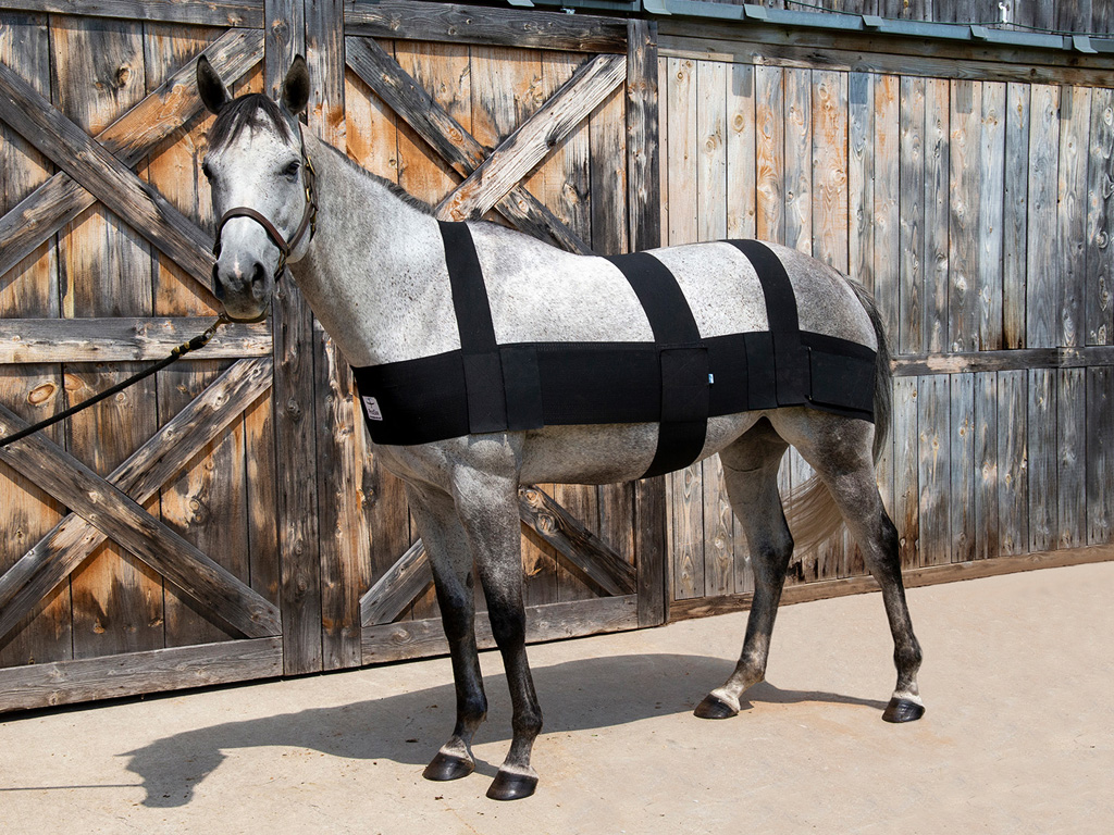 Grey horse wearing pro six equine by a barn.