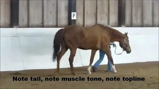 Eagle ProSix Treating Tendon Injury   EPM Rehabilitation