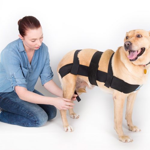 Next, find the hind leg straps sewn to the long body strap, under the dog’s tail. Pull each strap underneath the hind leg on that side, and bring it up to attach to the long body strap, in front of the hind leg as seen in the picture above.These straps may be crossed to attach on opposite side on female dogs.