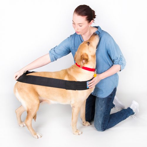 Begin by placing the long body/chest strap around the dog. As seen above, this long body/chest strap loop should be in a straight line from across the chest to across the hind end at the widest part.