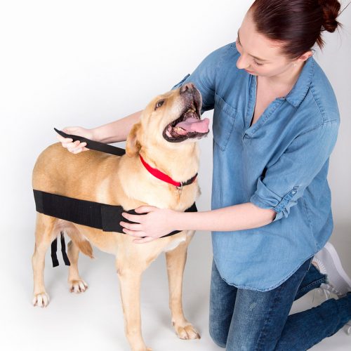 Attach the shoulder strap that you had set aside. (Usually the longer of the two) The shoulder strap attaches on both sides of the dog. Start on one side and lay over the base of the neck and attach to the opposite side.