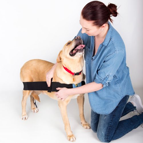 The shoulder strap should be snug enough to hold the long body strap in a straight line and keep the chest strap in place. (Sometimes, after the dog has done activity, you will notice that further adjustments must be made to placement).